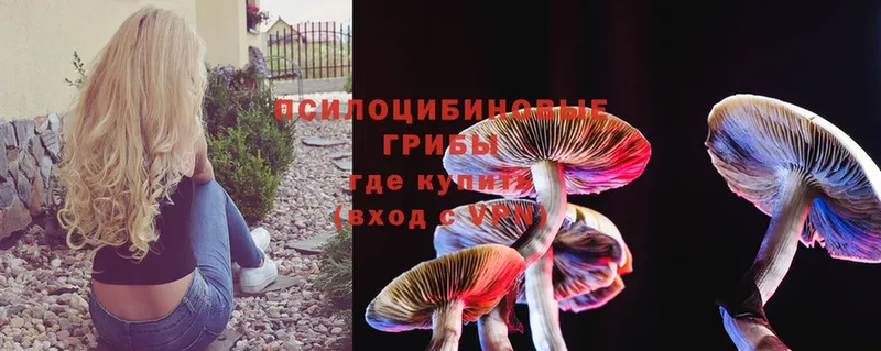 Галлюциногенные грибы Psilocybe  где купить наркоту  Кропоткин 